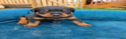 Rottweiler dogs for sale: 🐾 KC Rottweiler Puppies– Family Raised – 27th Jun in Knaresborough - Advert 6