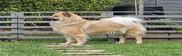 Eurasier dogs for sale: Kennel Club Registered Eurasier Puppies in Northampton - Advert 2