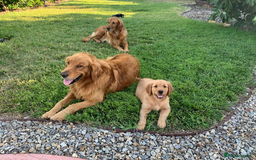 Golden Retriever dogs for sale: Golden Retriever Puppies - Image 6