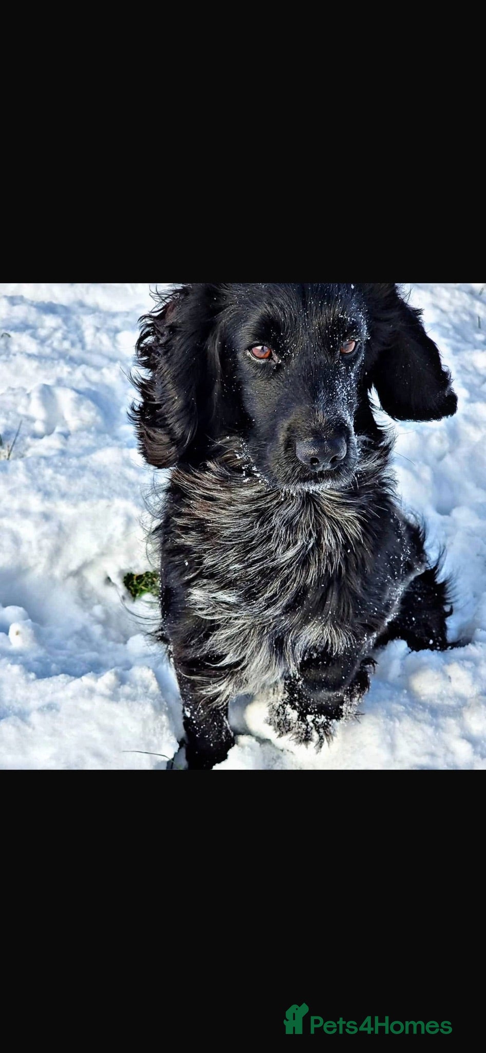 Cocker Spaniel dogs Working cocker spaniel puppies  - Advert 2
