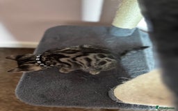 Bengal cats for sale: 🐆✨[REDUCED TO CLEAR!!] LAST THREE PURE BENGAL’S❤️ - Image 10