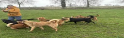 Mixed Breed dogs for adoption: Toffee - Norwich Norfolk  in Norwich - Advert 29