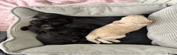Miniature Poodle dogs for sale: Miniature poodle puppies  - Advert 11