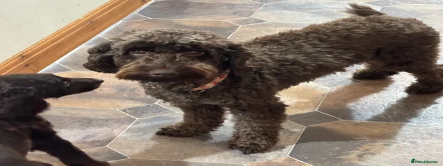 Coco