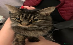 Norwegian Forest Cat cats for sale: Motoko: Norwegian Forest Cat x Maine Coon - Image 13