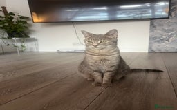 Mixed Breed cats for sale: Last blonde female left from litter of three. - Image 6