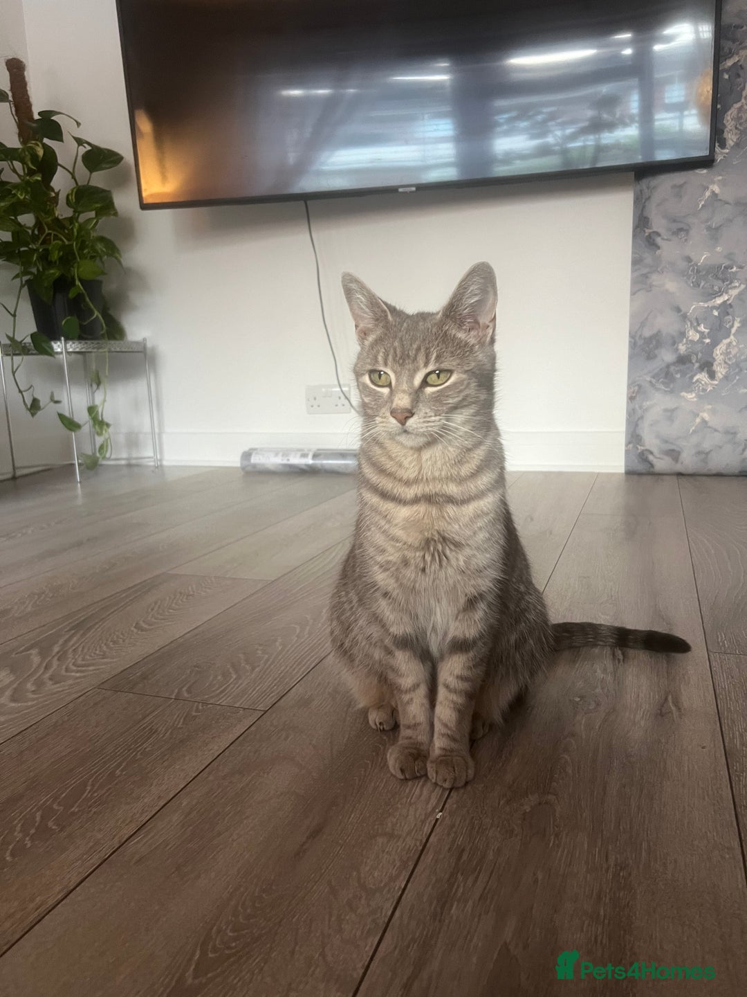 Mixed Breed cats for sale: Last blonde female left from litter of three. - Image 6