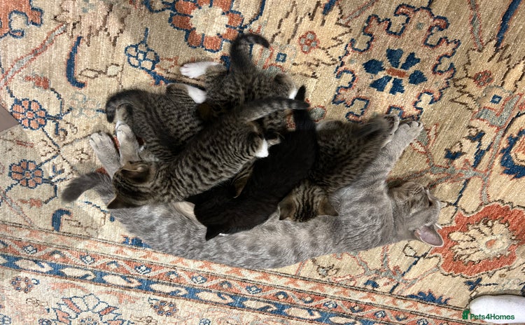 British Shorthair cats - Advert 11