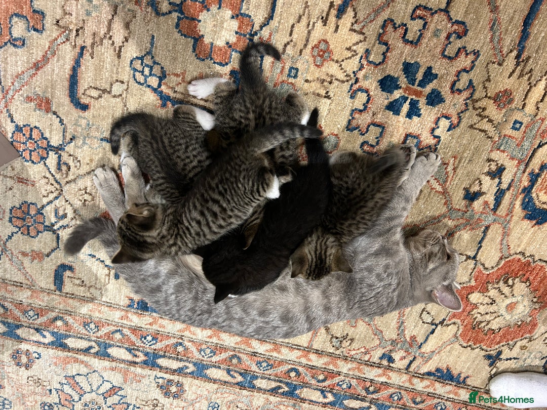 British Shorthair cats for sale: 6 British Shorthair x kitten  - Image 1
