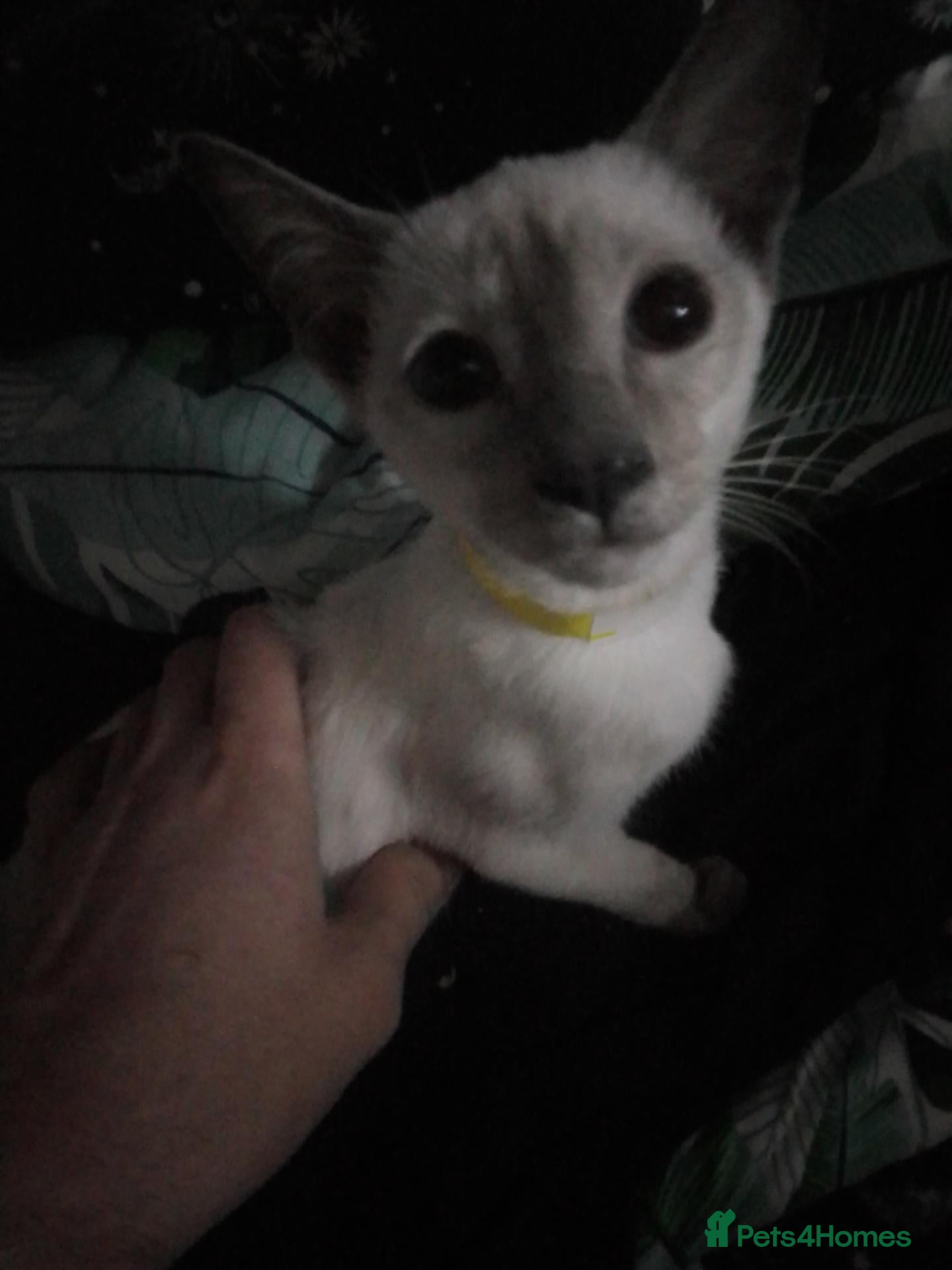 Siamese cats for sale: Siamese kittens - Advert 2