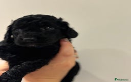 Cockapoo dogs for sale: Beautiful fluffy black cockapoos in Burgess Hill - Image 18