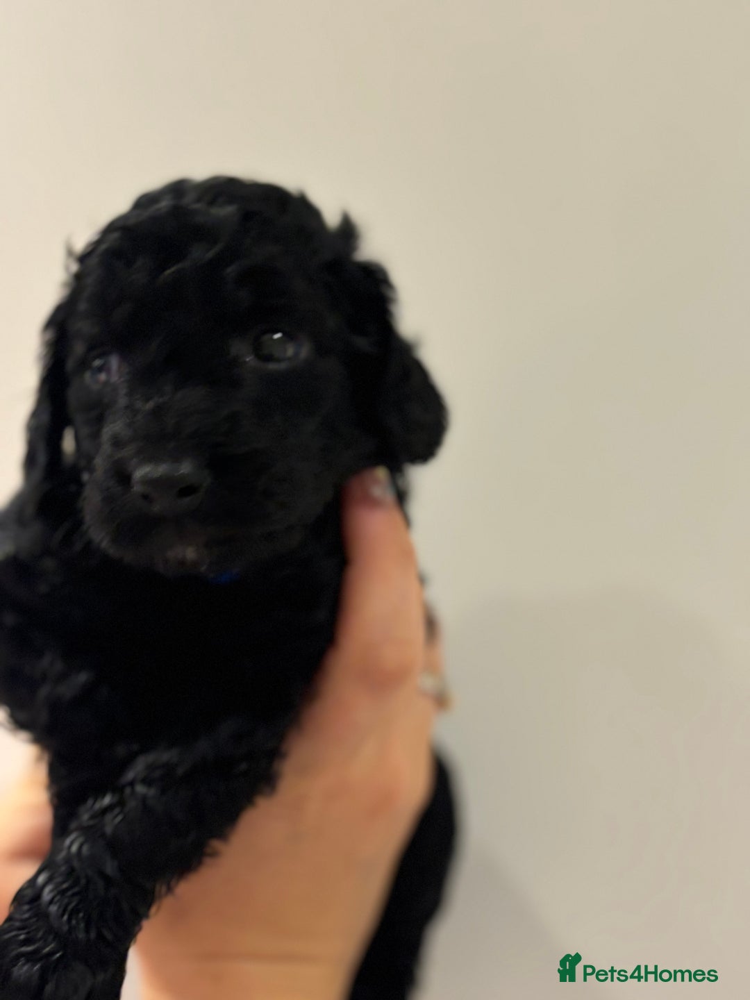 Cockapoo dogs for sale: Beautiful fluffy black cockapoos in Burgess Hill - Image 18