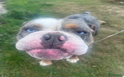 Old Tyme Bulldog dogs for sale: Della - old tyme bulldog  - Image 9