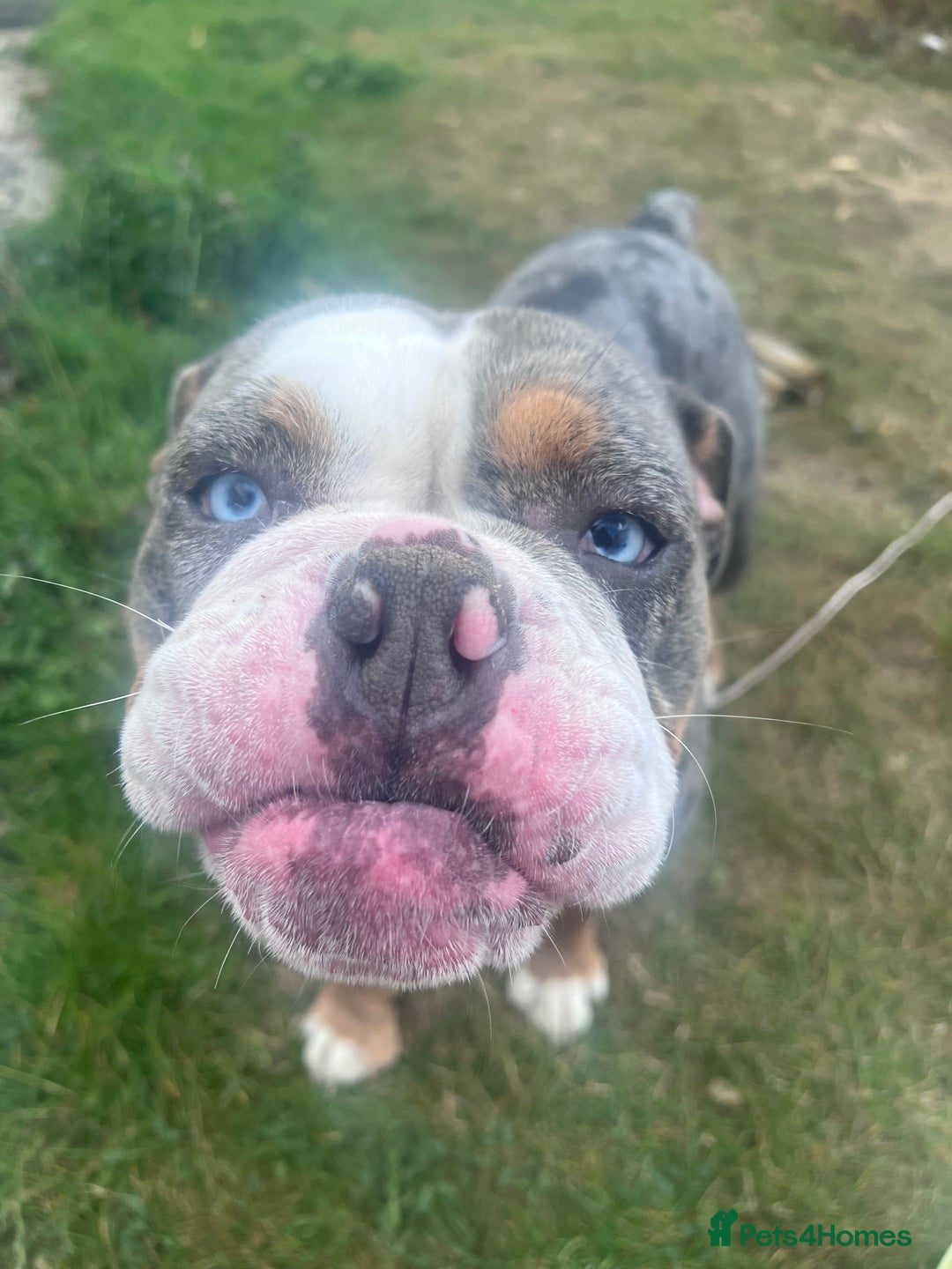 Old Tyme Bulldog dogs for sale: Della - old tyme bulldog  - Image 9