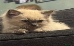 Ragdoll cats for sale: Ragdoll kittens blue mitted  - Image 10