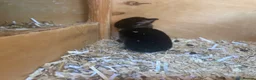 Mini Lop rabbits for sale: Mini lops ready to reserve  - Advert 6