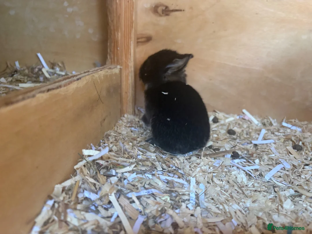 Mini Lop rabbits for sale: Mini lops ready to reserve  - Advert 6