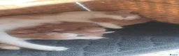 Mixed Breed cats for sale: Kittens for sale  - Advert 7
