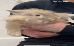 Lionhead rabbits for sale: Male lion head  in Liverpool - Image 2