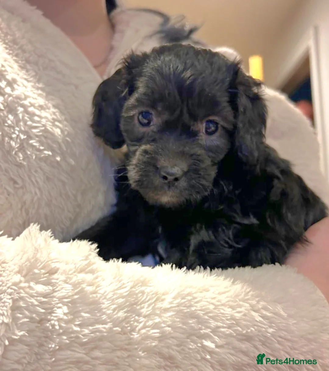 Cockapoo dogs for sale: 4 beautiful cockerpoo pups - Advert 15