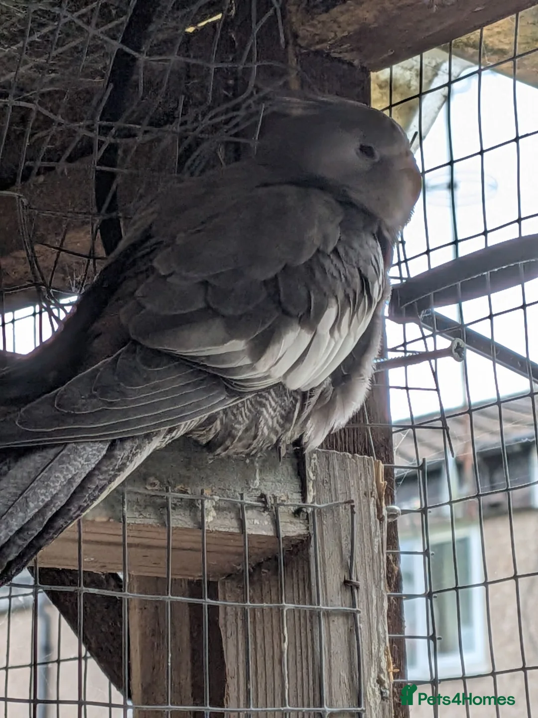 Cockatiels birds for sale: Various cocktateils for sale  - Advert 3