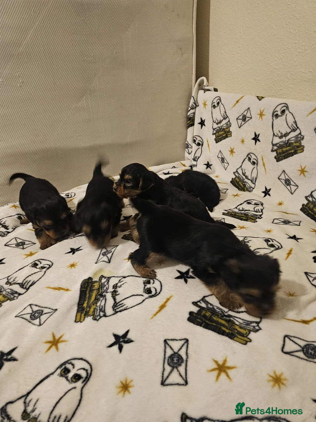 Yorkshire Terrier dogs for sale: Hello - Image 6