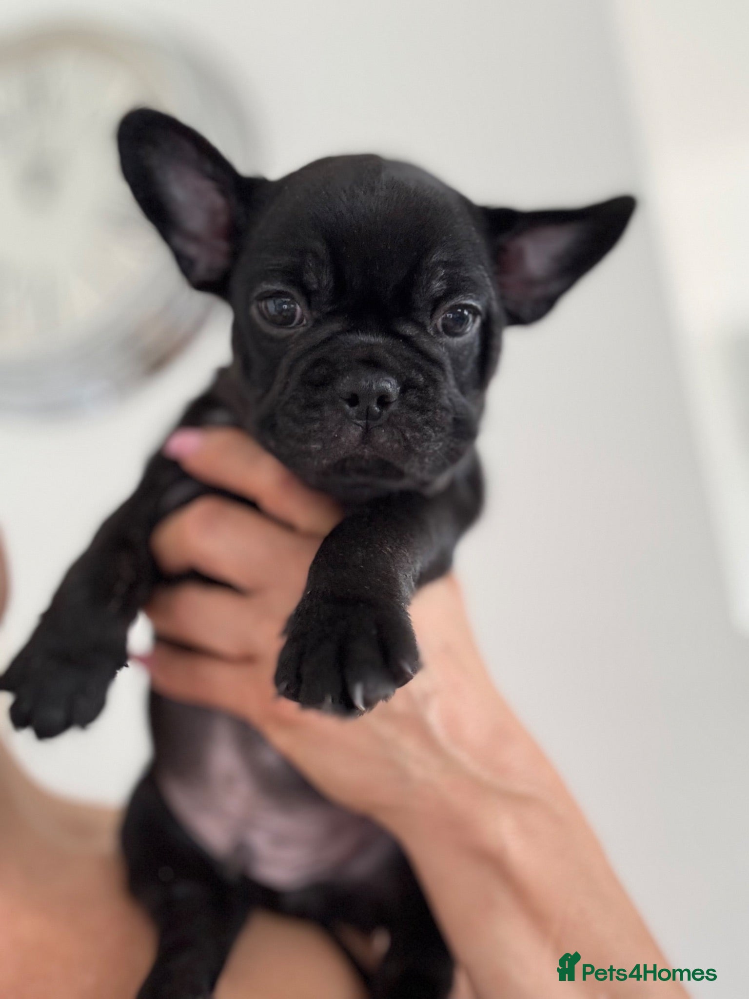 French Bulldog dogs Outstanding French Bulldog puppies  - Advert 2