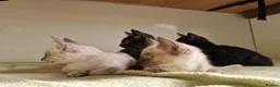 Mixed Breed cats for sale: Bengal,Siamese, Maine coon mix kittens.  - Advert 11