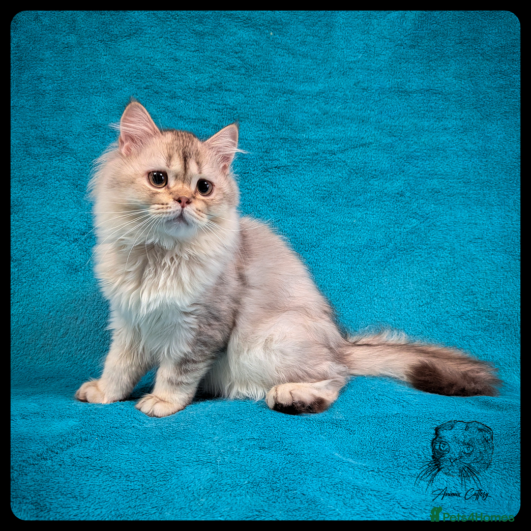 Scottish Fold cats for sale: TICA Registered Scottish kittens - Advert 38