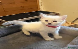 Mixed Breed cats for sale: Kittens for sale!  - Image 3