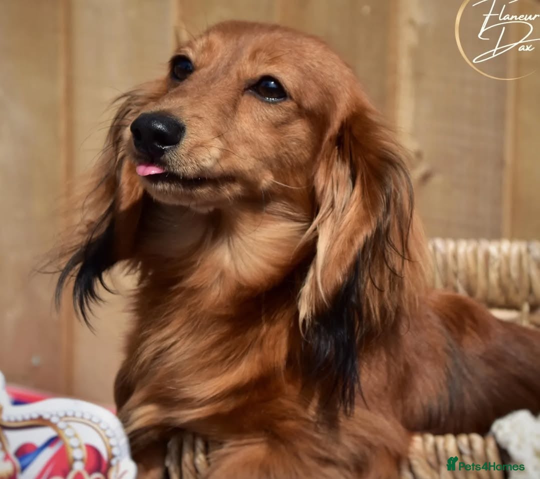 Miniature Dachshund dogs for sale: Long haired miniature dachshunds  - Advert 2