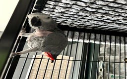 Parrots birds for sale: 2 x African greys  - Image 3