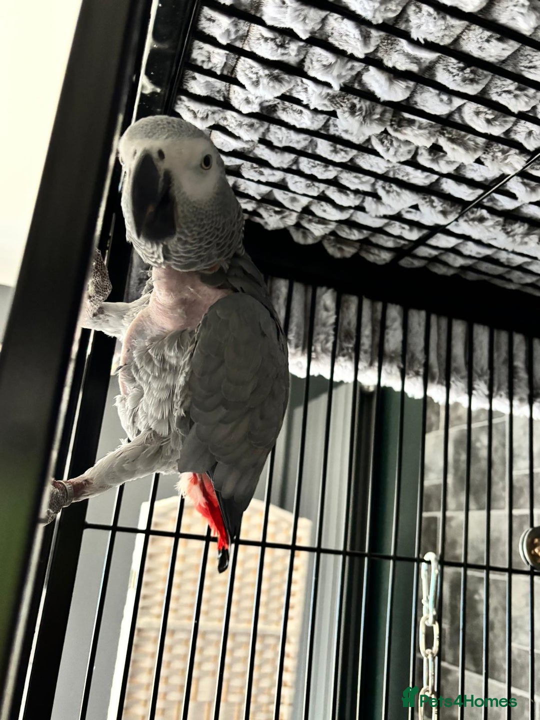 Parrots birds for sale: 2 x African greys  - Image 3