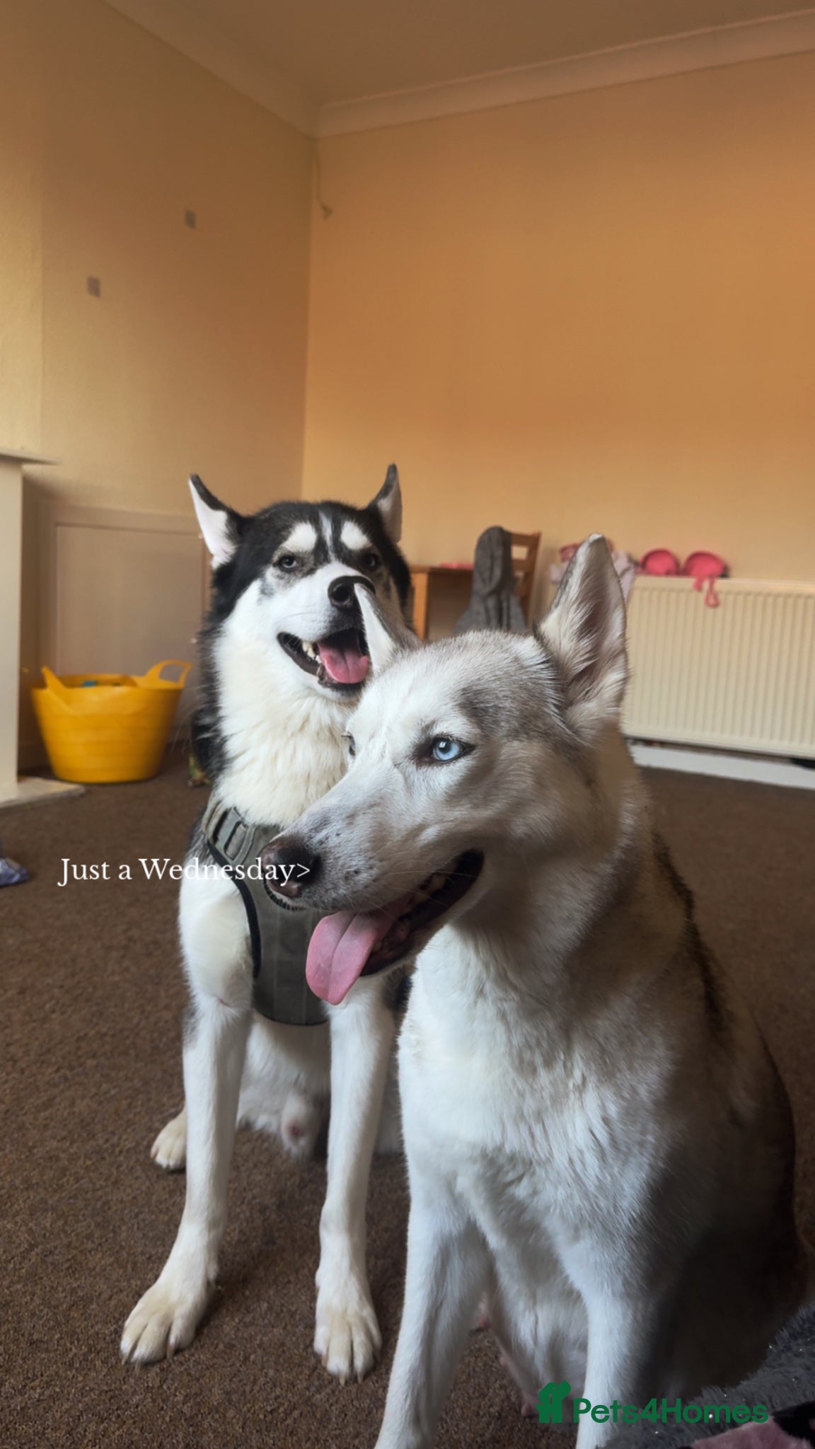 Siberian Husky dogs for sale: Husky puppies for sale  in Saltcoats - Advert 12