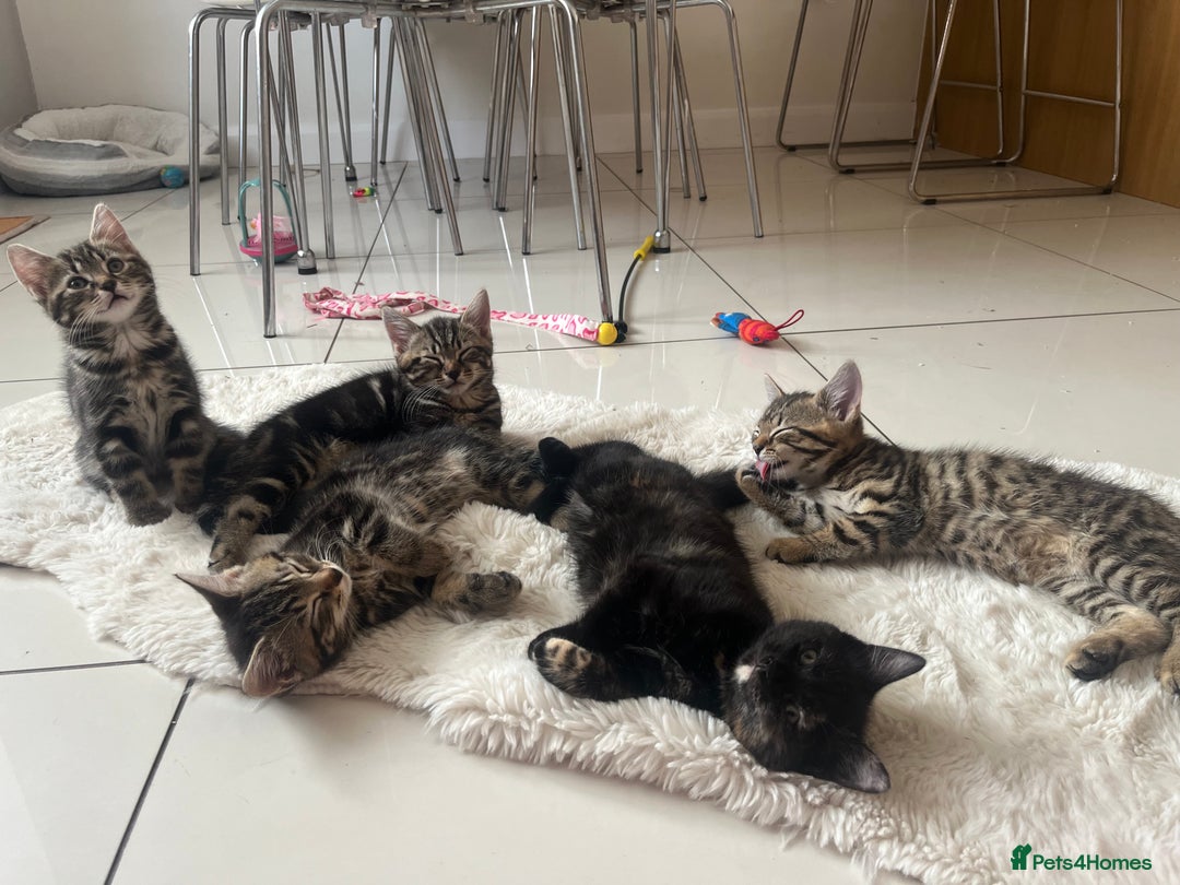 Mixed Breed cats for sale: 5 Adorable Mixed Breed Kittens - Image 28