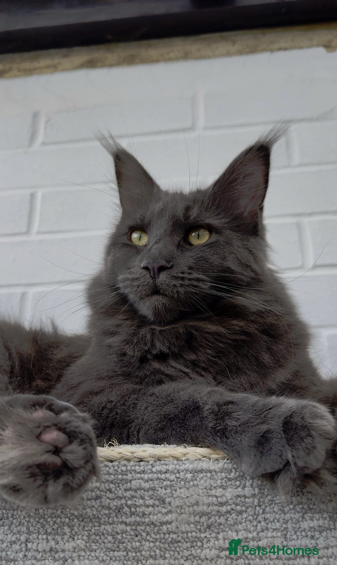 Maine Coon cats Royal Pride lovely Maine Coon kittens - Advert 1