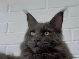 Maine Coon cats TICA/ GCCF Maine Coon kittens - Advert 3