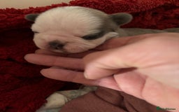 French Bulldog dogs for sale: Kc registered French bulldogs  - Image 18