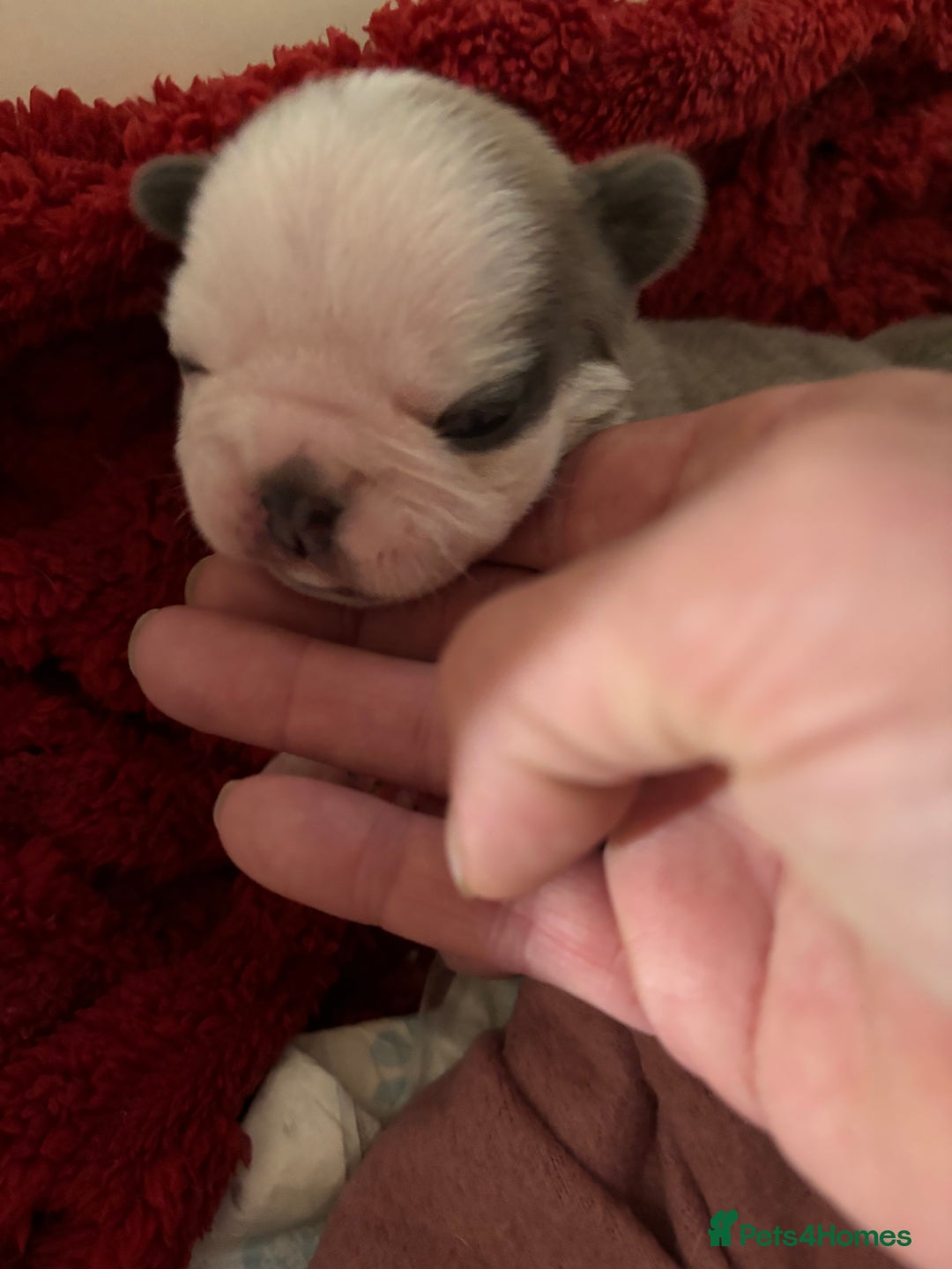 French Bulldog dogs for sale: Kc registered French bulldogs  - Image 18