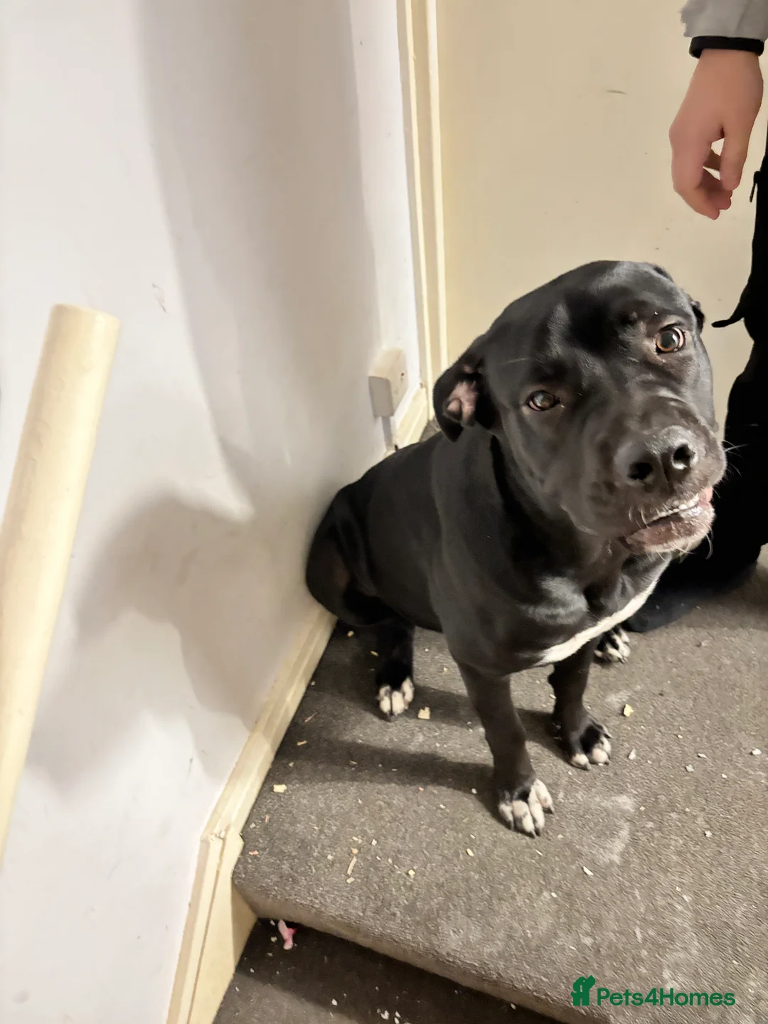 Cane Corso dogs for sale: Beautiful cane corso looking for a new home - Advert 3