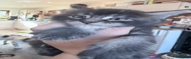 Pogo