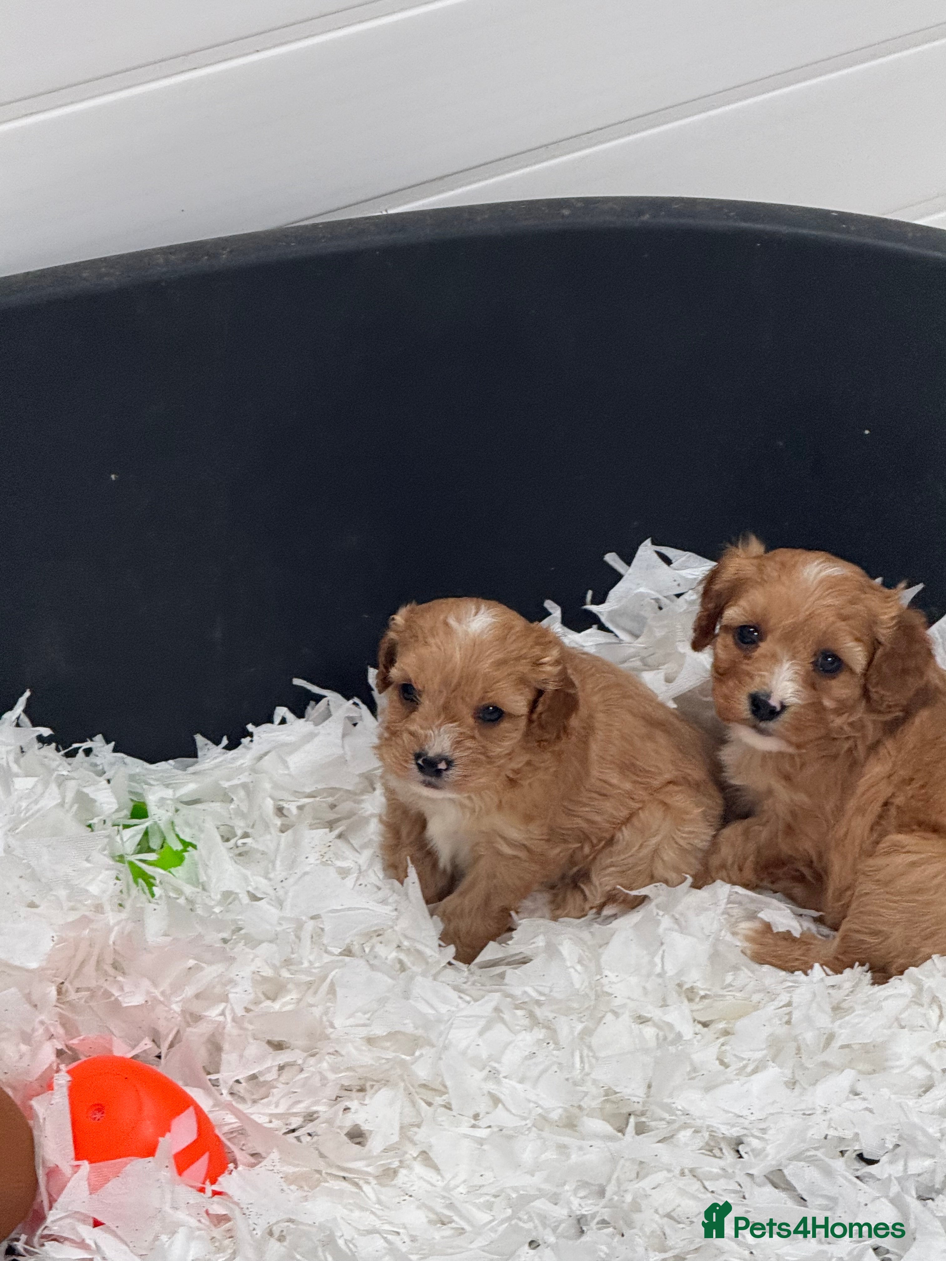 Cavapoo dogs Stunning F1 Cavapoos  - Advert 2