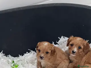 Cavapoo dogs Stunning F1 Cavapoos - Advert 2