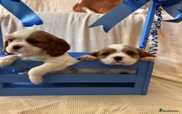 Cavalier King Charles Spaniel dogs for sale: Gorgeous Cavalier King Charles Puppies  - Image 9