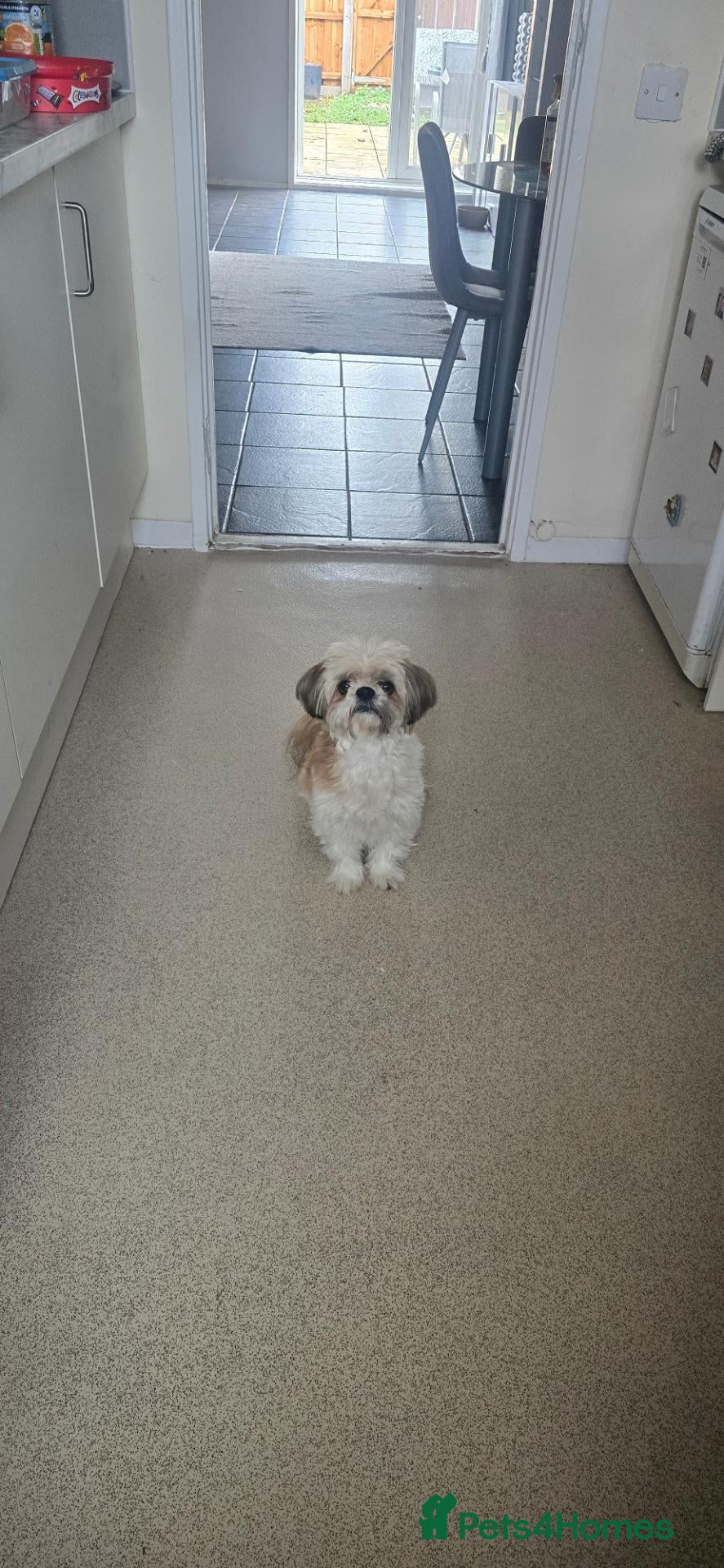 Shih Tzu dogs for sale: 4yr old shih tzu - Advert 2