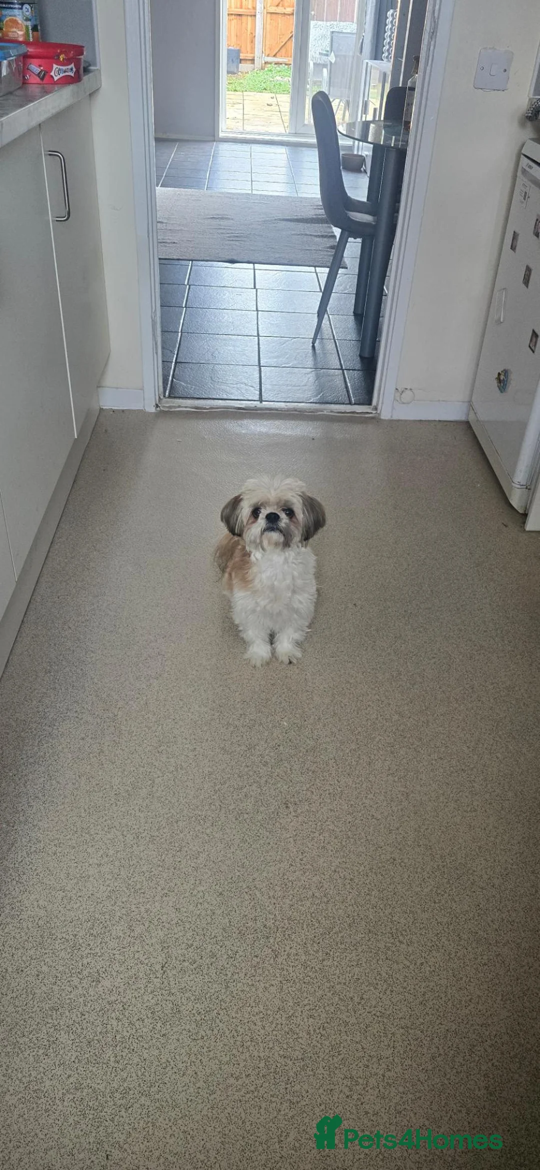 Shih Tzu dogs for sale: 4yr old shih tzu - Advert 1