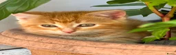Mixed Breed cats for sale: Beautiful fluffy kittens  - Advert 8