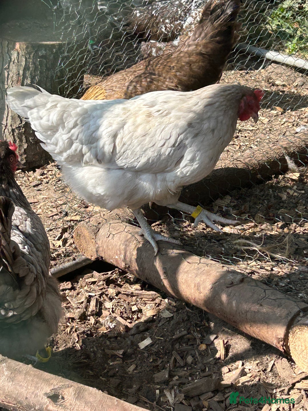 Chickens poultry for sale: 8 hybrid hens for sale  - Image 4