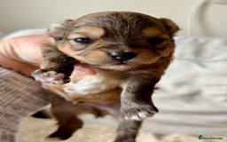 Chorkie dogs for sale: Chorkie (x2 Boys) - Image 16