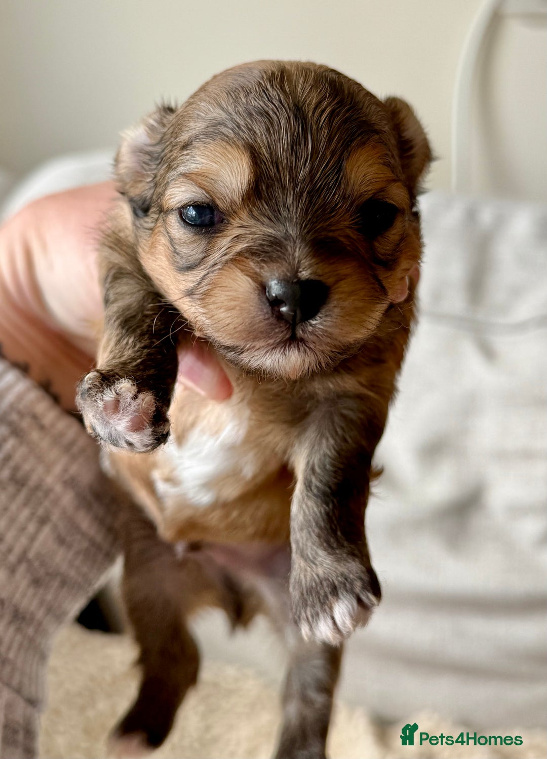 Chorkie dogs for sale: Chorkie (x2 Boys) - Image 16